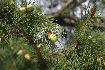 Picea oriental / áureo (Picea orientalis)