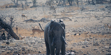 Ducha de elefante, Namibia
