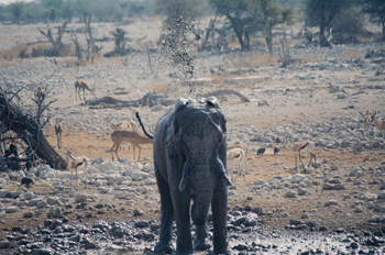 Ducha de elefante, Namibia