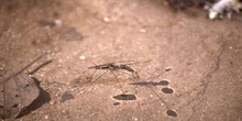 Zapatero de agua (Gerris lacustris)