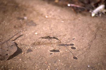 Zapatero de agua (Gerris lacustris)