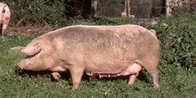 Cerdo doméstico (Sus domesticus)