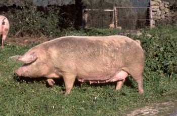 Cerdo doméstico (Sus domesticus)