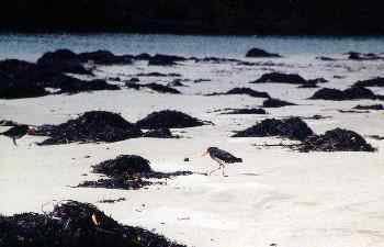 Pájaros ostreros Torea-Pango en la orilla, Nueva Zelanda