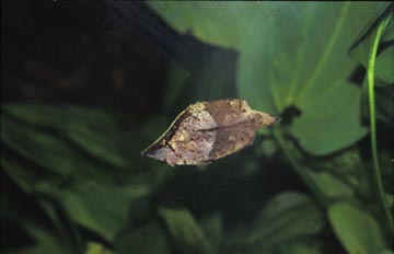 Pez hoja (Monocirrhus polyacanthus)