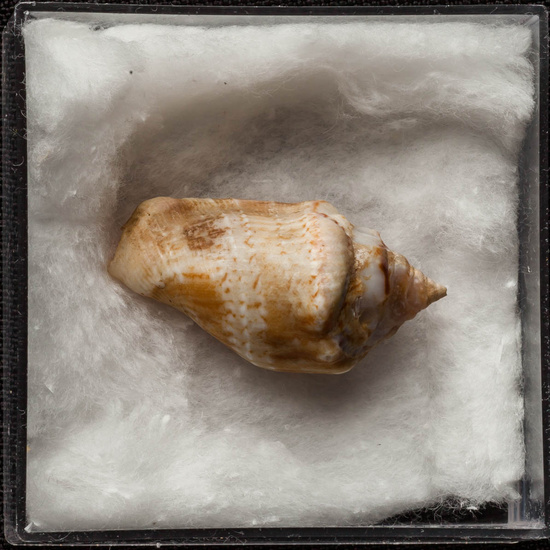 IES_ISABELLACATOLICA_BIOLOGIA_263