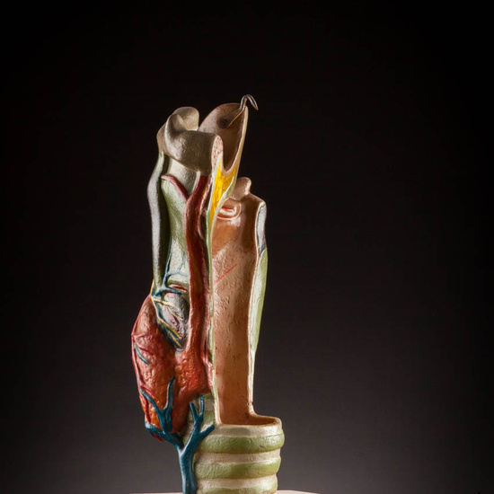 IES_ISABELLACATOLICA_ANATOMIA_042