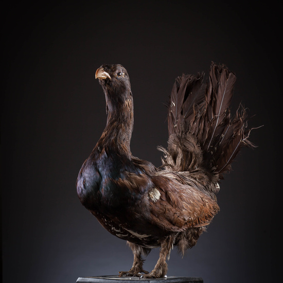 IES_SANISIDRO_MUSEO_Aves_079