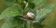 Araña (Aculepeira ceropegia)