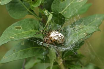 Araña (Aculepeira ceropegia)