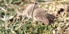 Musarañita (Suncus etruscus)