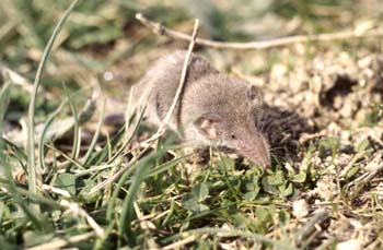 Musarañita (Suncus etruscus)
