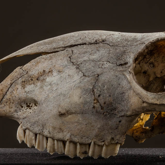 IES_ISABELLACATOLICA_BIOLOGIA_589