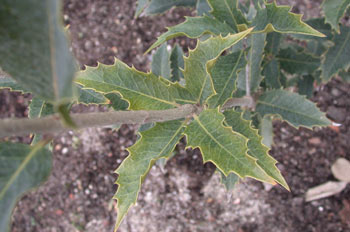 Osmanthus yunnanensis