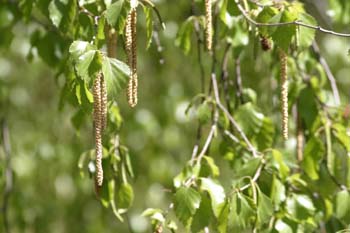 Abedul llorón - Flor (Betula pendula)