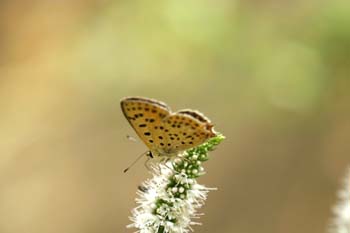 Manto oscuro (Heodes tityrus)