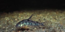 Corydora (Corydoras sp.)