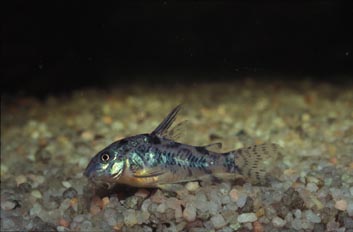 Corydora (Corydoras sp.)