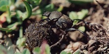 Escarabajo pelotero menor (Sisyphus schefferi)