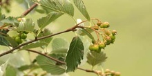 Mostajo - Fruto (Sorbus aria)