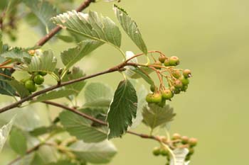 Mostajo - Fruto (Sorbus aria)