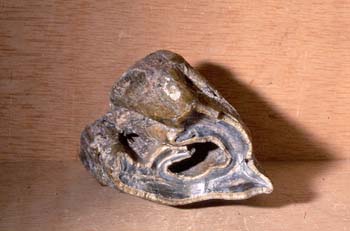 Rinoceronte - muela (Mamífero) Mioceno