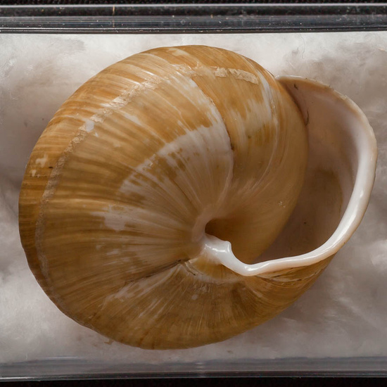 IES_ISABELLACATOLICA_BIOLOGIA_346