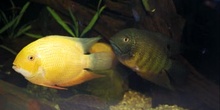 Ciclido sudamericano (Heros severum)