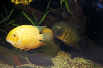 Ciclido sudamericano (Heros severum)