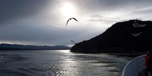 Gaviota, Parque de las Islas del Golfo, Victoria