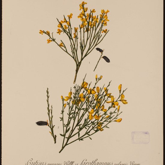 IES_CARDENALCISNEROS_HERBARIO_30 4