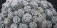 Mammillaria geminispina