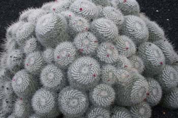 Mammillaria geminispina