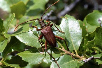 Akimerus schaefferi