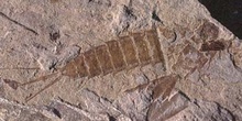 Efímera-Larva (Insecto) Eoceno