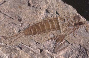 Efímera-Larva (Insecto) Eoceno