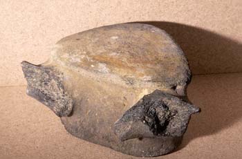Ballena - vértebra (Mamífero-Cetáceo) Plioceno