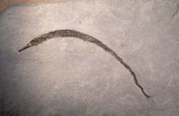 Pez aguja (Pez) Mioceno