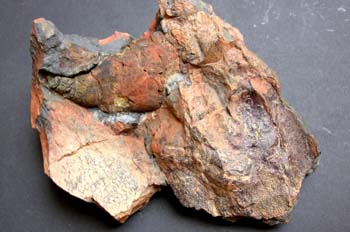Calix inornatus (Asteroideo) Ordovícico