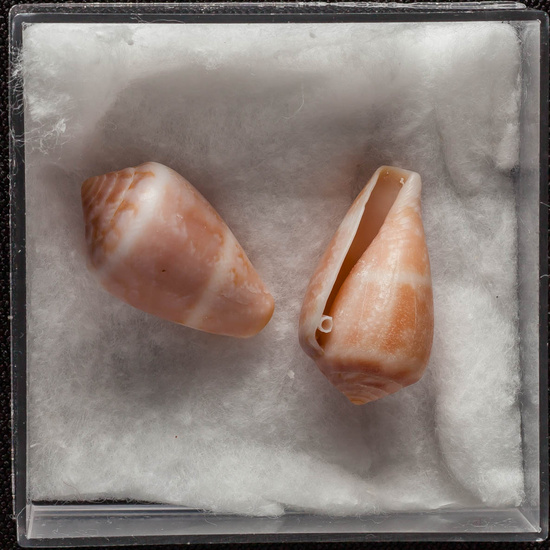 IES_ISABELLACATOLICA_BIOLOGIA_325