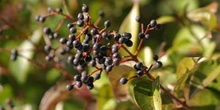 Aligustre - Frutos (Ligustrum sp.)