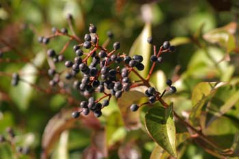 Aligustre - Frutos (Ligustrum sp.)