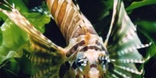 Pez escorpión (Dendrochirus zebra)