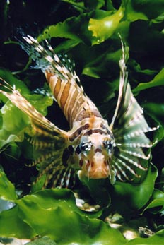 Pez escorpión (Dendrochirus zebra)