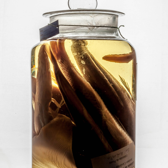 IES_CARDENALCISNEROS_CIENCIASNATURALES_395