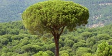 Pino piñonero-Porte (Pinus pinea)