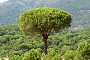 Pino piñonero-Porte (Pinus pinea)