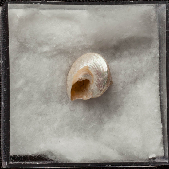 IES_ISABELLACATOLICA_BIOLOGIA_264