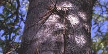 Acacia de tres espinas - Tronco (Gleditsia triacanthos)