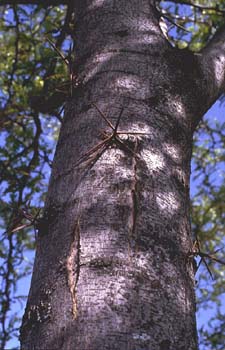 Acacia de tres espinas - Tronco (Gleditsia triacanthos)